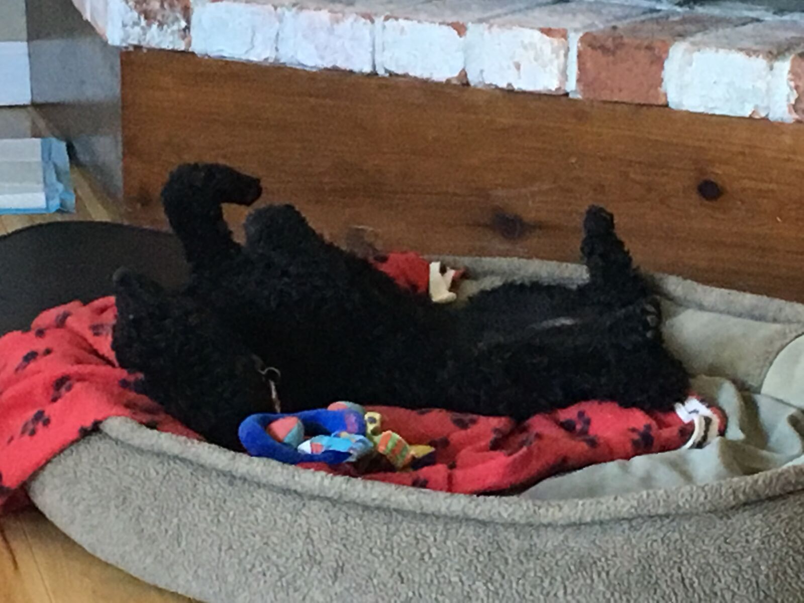 iPhone 6s back camera 4.15mm f/2.2 sample photo. Sleeping, dog photography