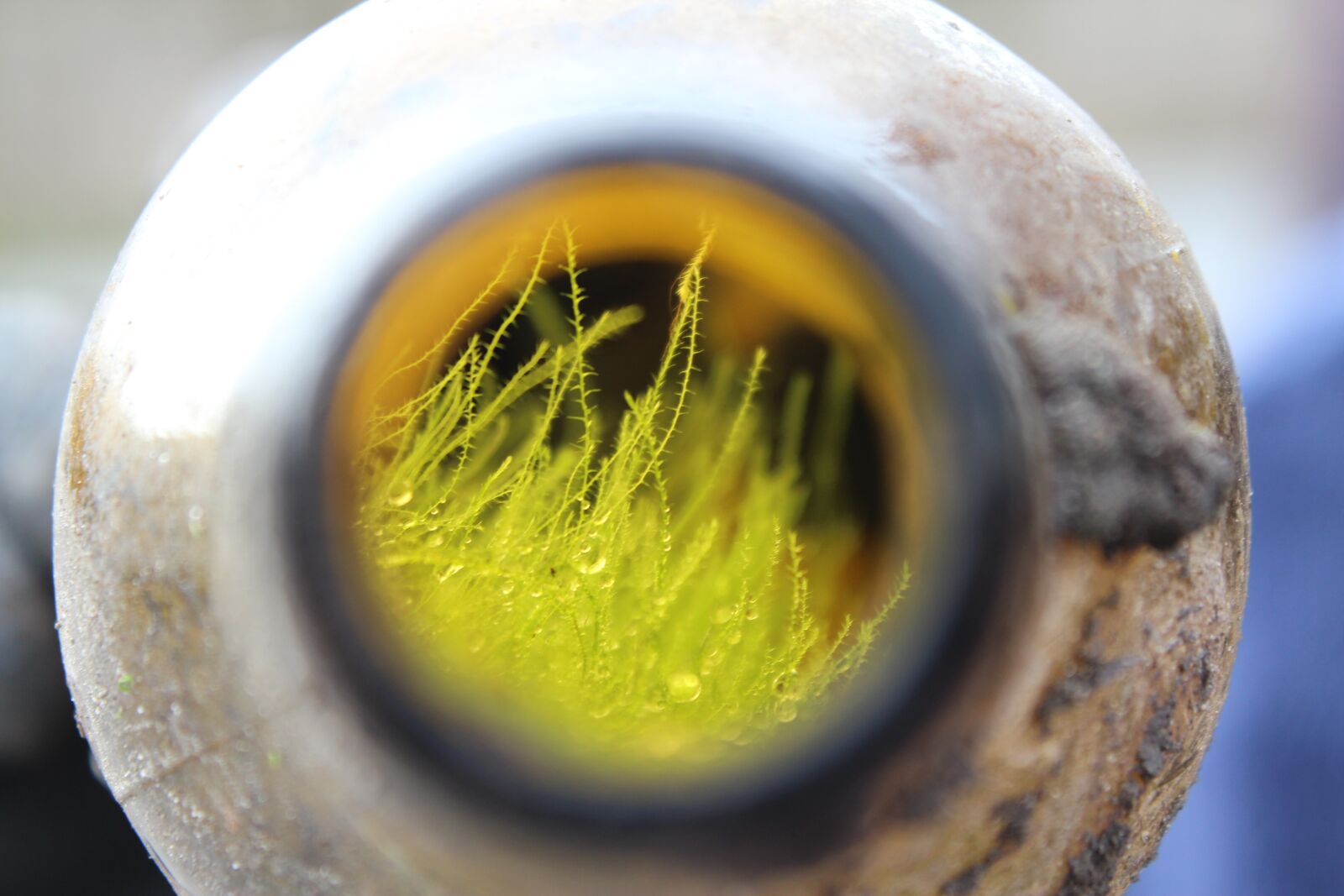 Canon EOS 600D (Rebel EOS T3i / EOS Kiss X5) sample photo. Nature, glass bottle, grass photography