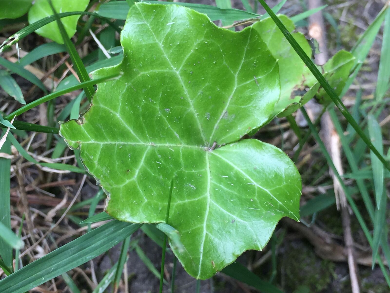 iPhone 6 back camera 4.15mm f/2.2 sample photo