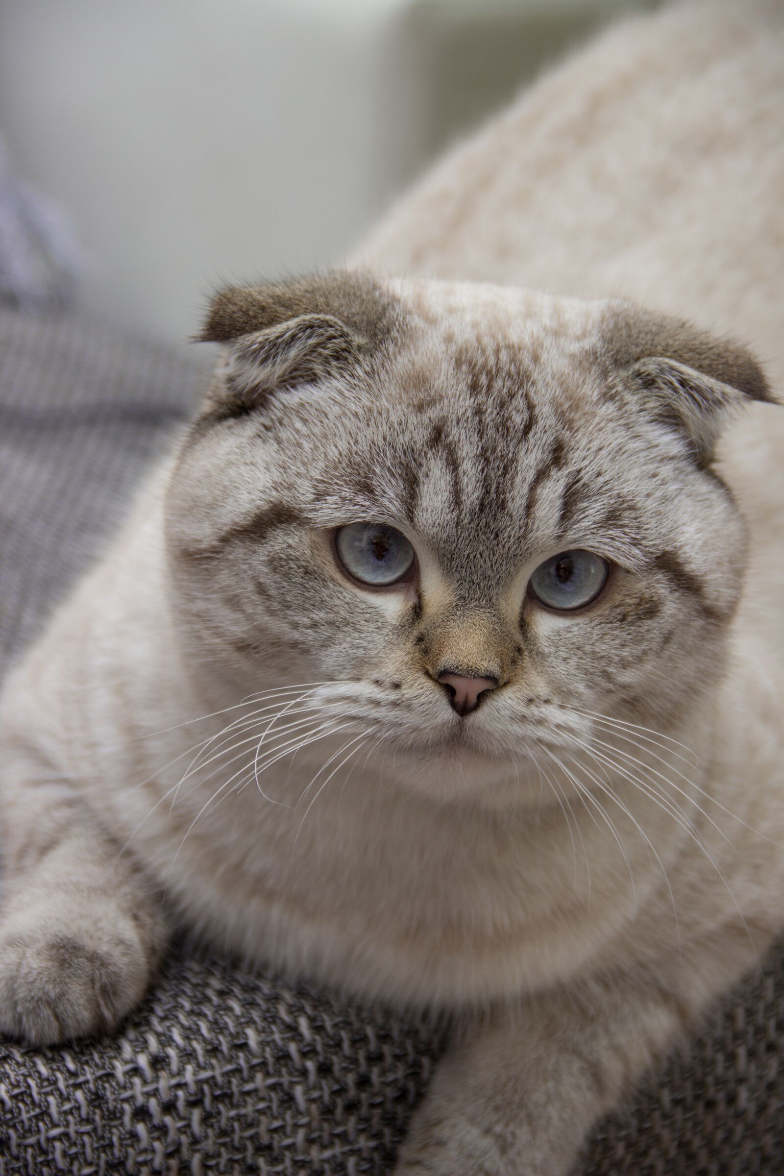 Canon EF-S 18-135mm F3.5-5.6 IS sample photo. Cat, britsch short hair photography