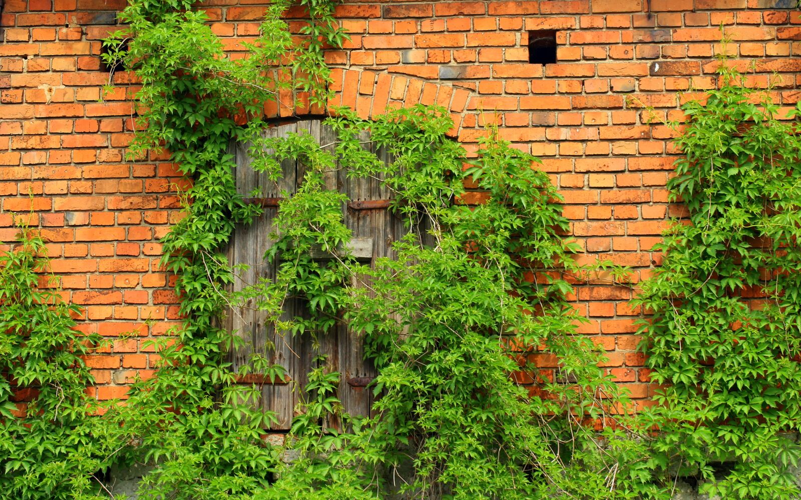 Canon EOS 1200D (EOS Rebel T5 / EOS Kiss X70 / EOS Hi) sample photo. Ivy, lake dusia, creeper photography