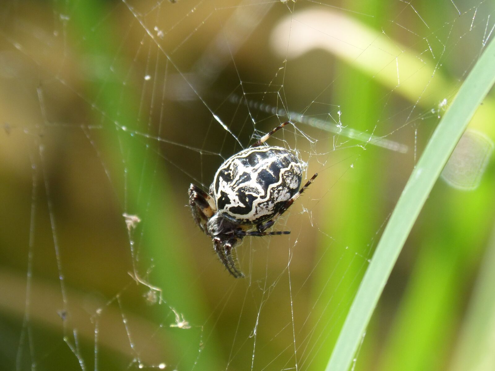 Panasonic DMC-FZ62 sample photo. Spider, arachnid, web photography