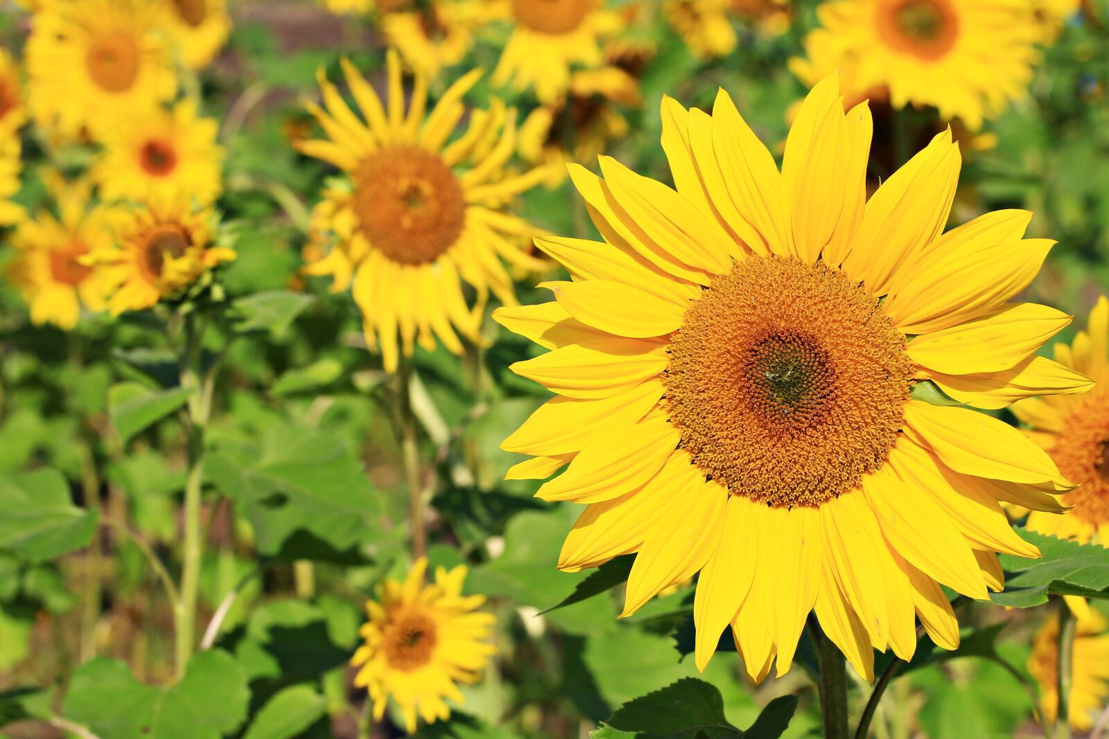 Canon EF 100mm F2.8L Macro IS USM sample photo. Verse first sunflower, flowers photography