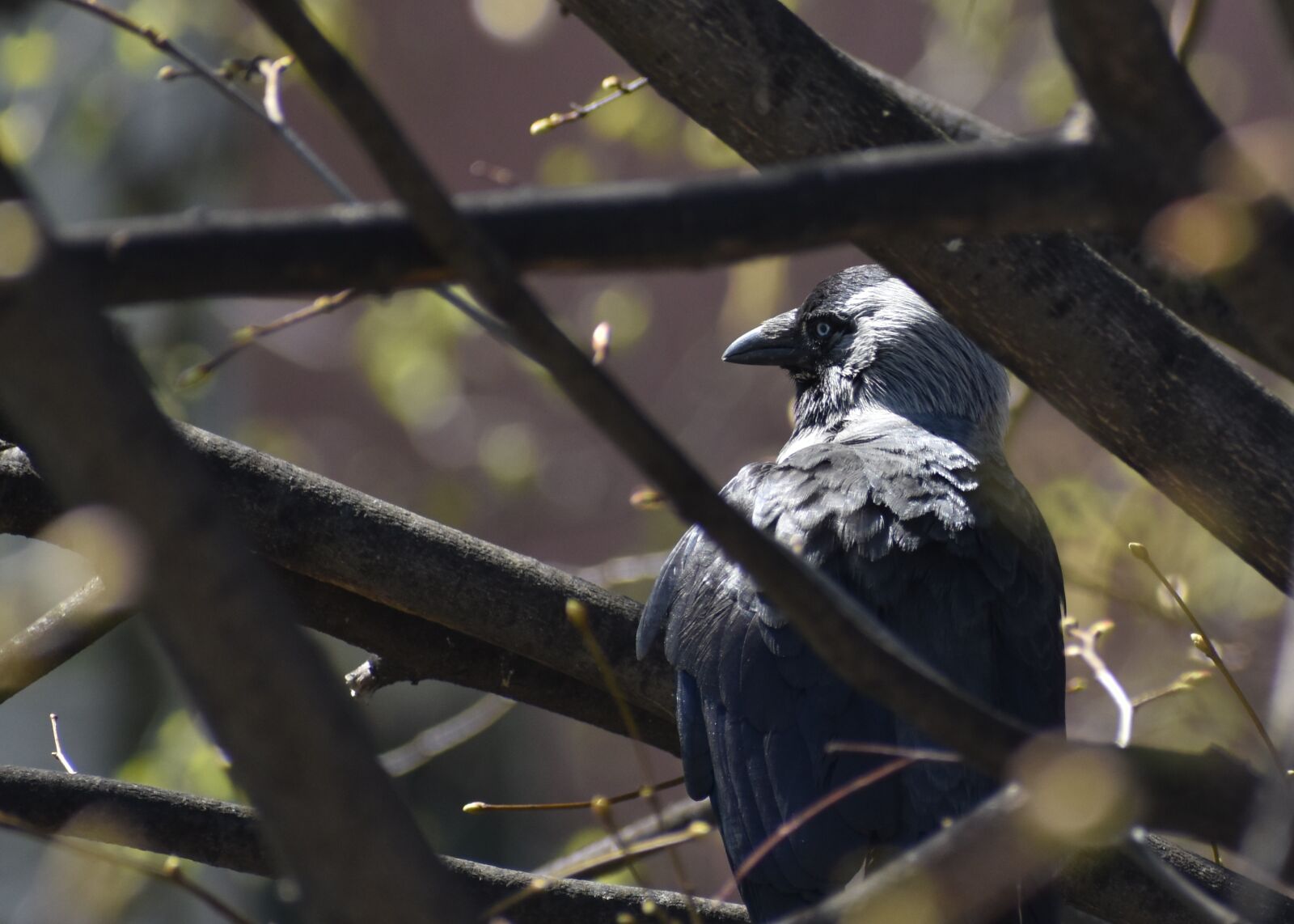 Nikon D3500 sample photo. Nature, bird, jackdaw photography
