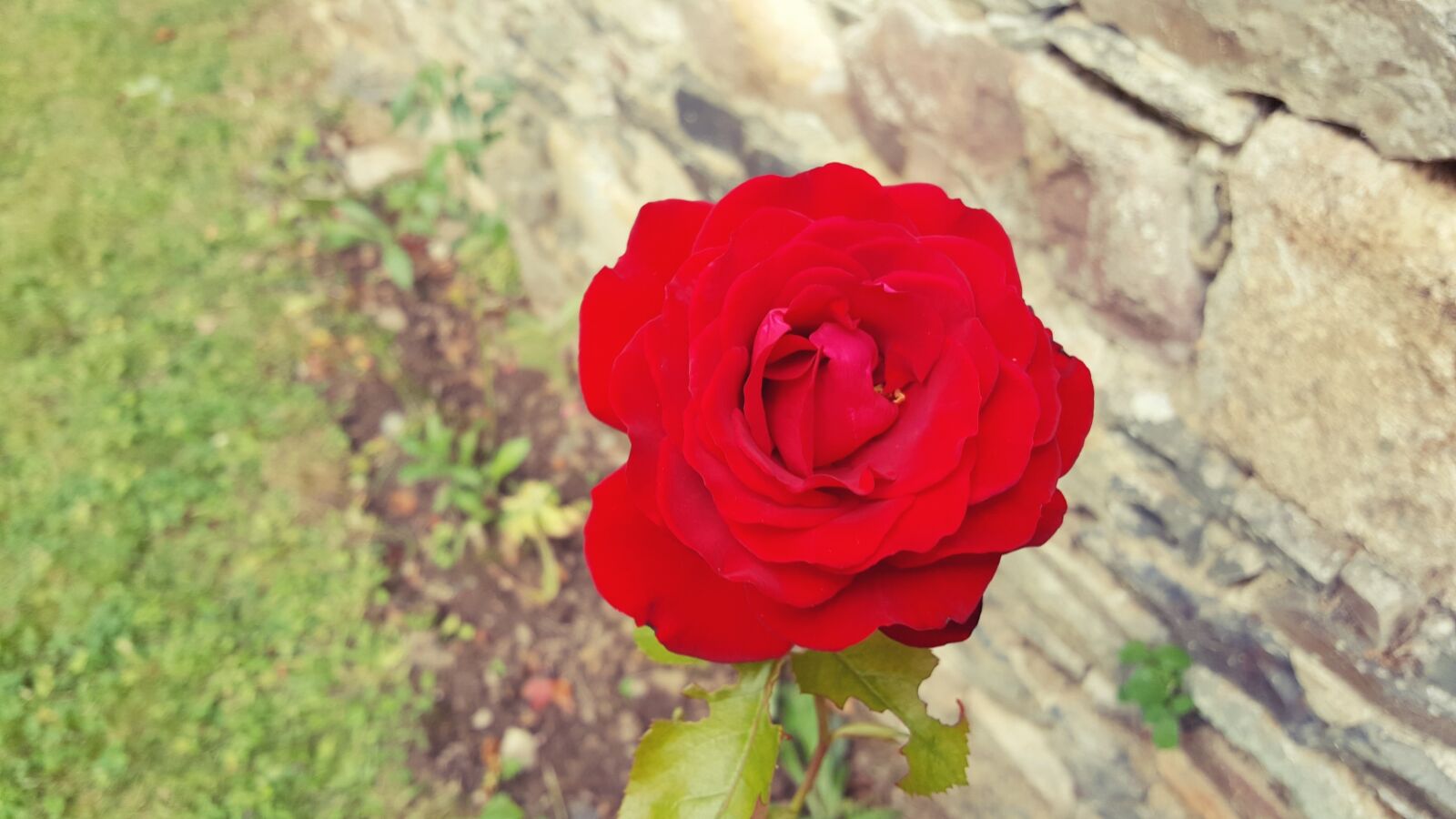 Samsung GALAXY S6 edge sample photo. Flower, pink, pink flowers photography