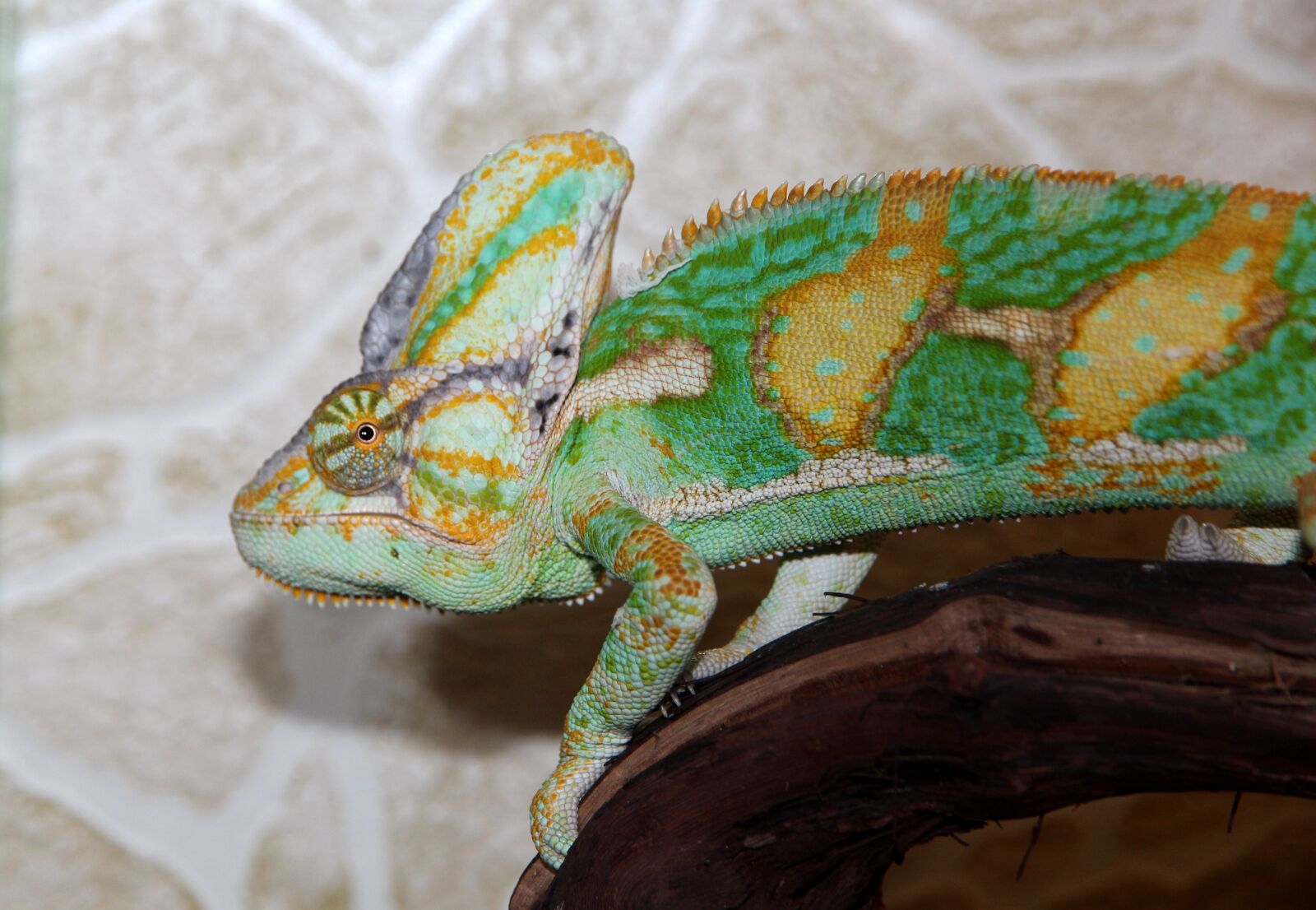 Canon EOS 650D (EOS Rebel T4i / EOS Kiss X6i) sample photo. Chameleon, chamaeleo calyptratus, yemen photography