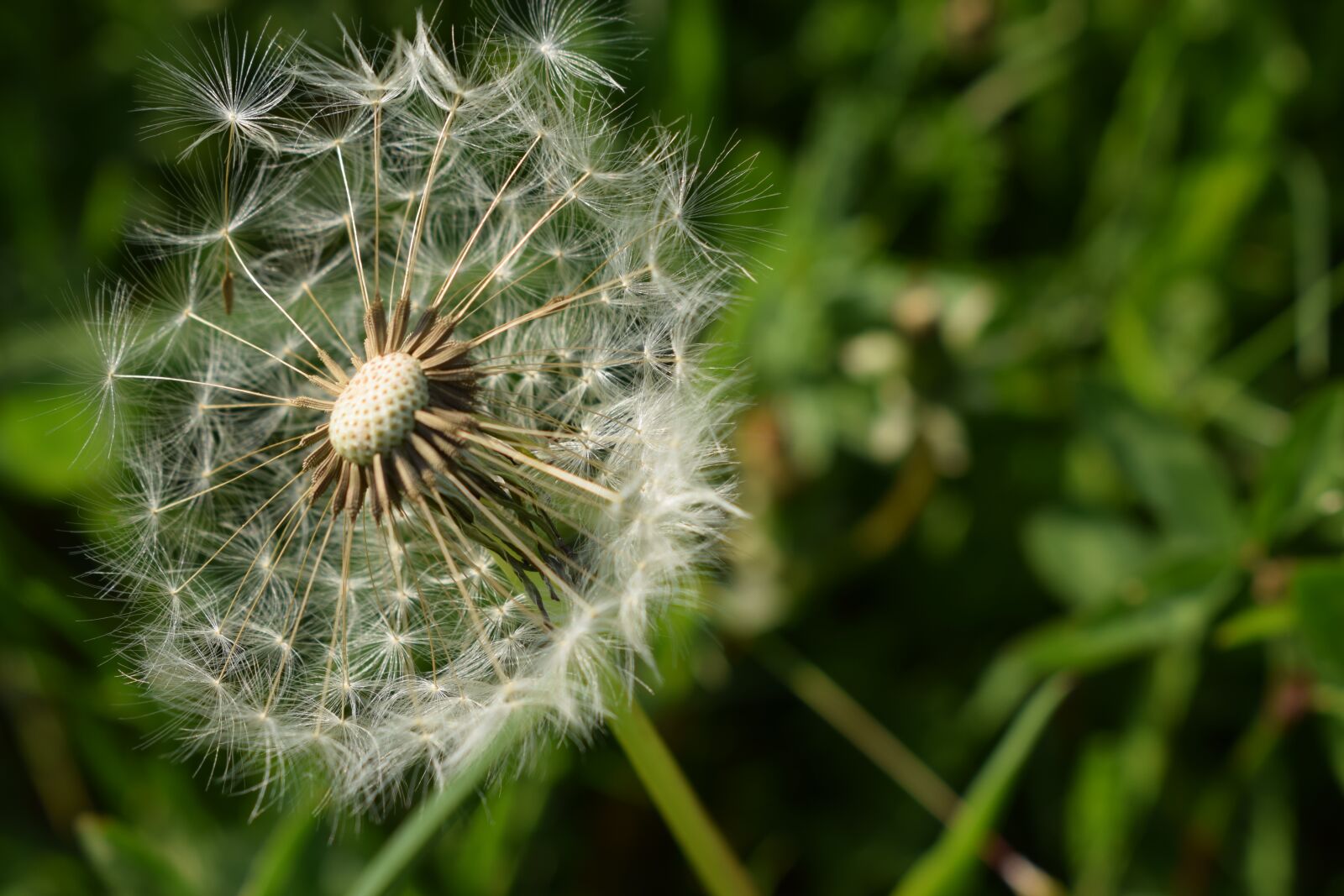 Nikon D5300 sample photo. Dandelion, flower, nature photography