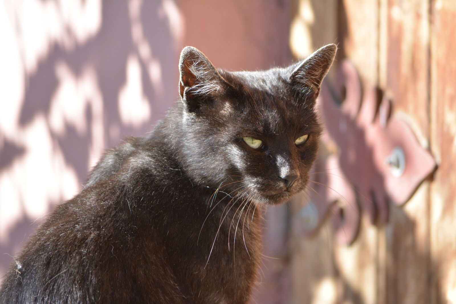 Nikon D5200 sample photo. Cat, nature, animal photography