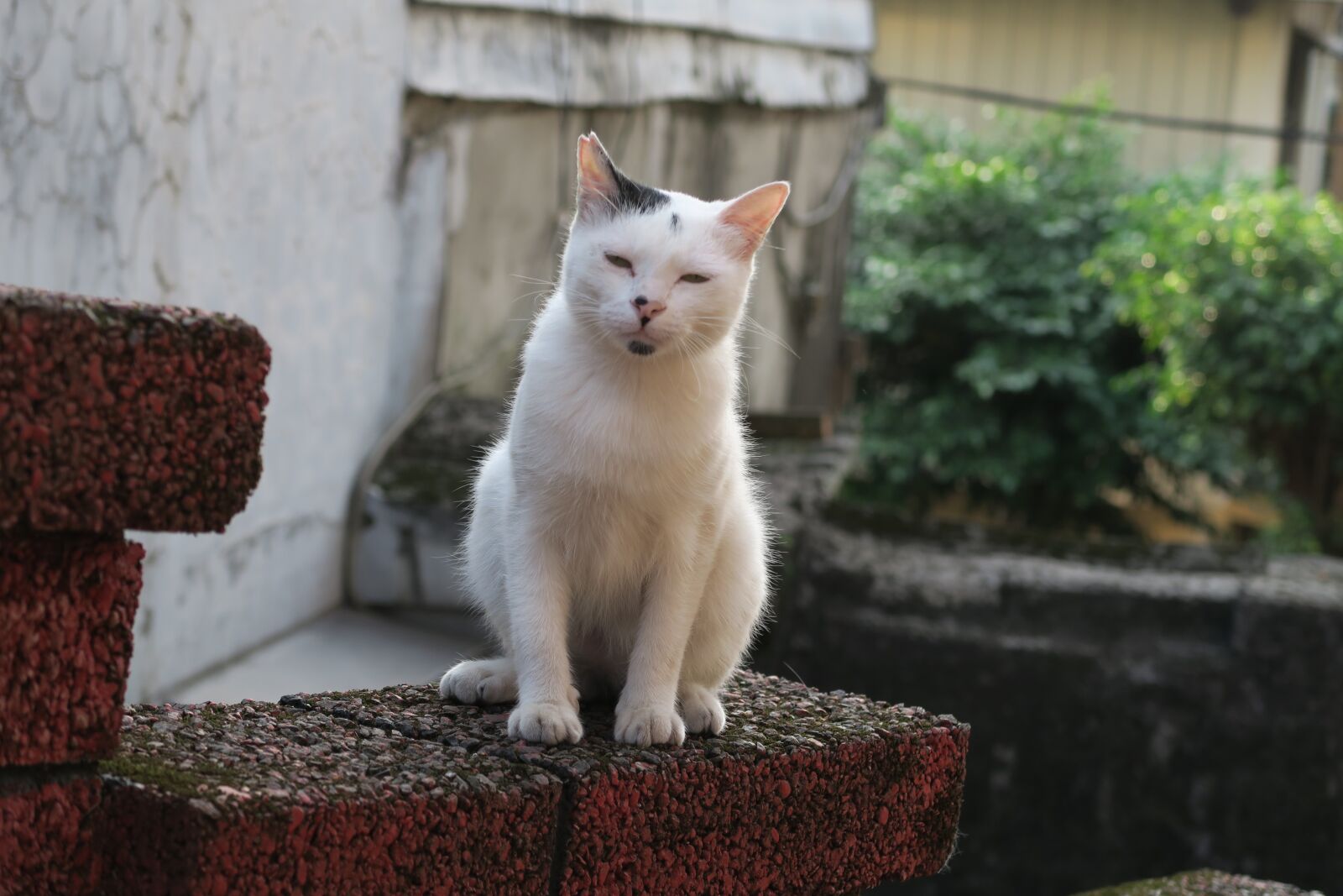 Canon PowerShot G7 X sample photo. Cat, insomnia, animal photography