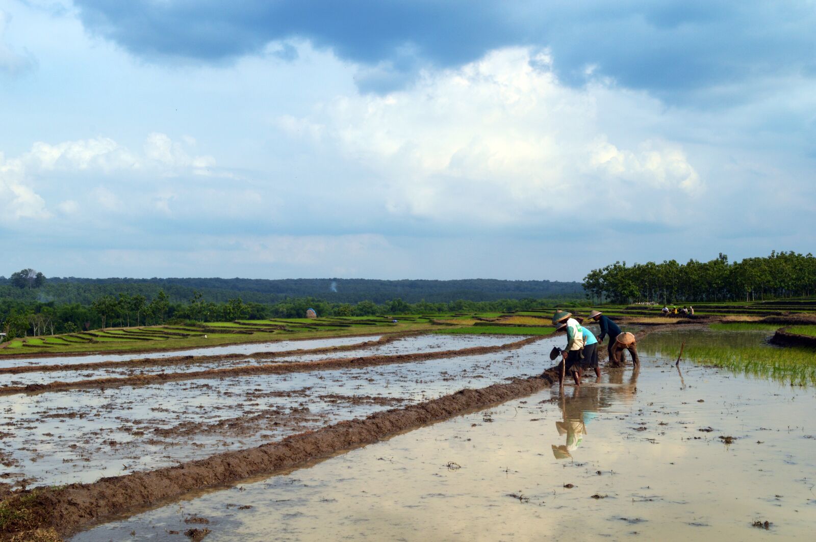 Nikon D3200 sample photo. Farm, farmer, rice field photography