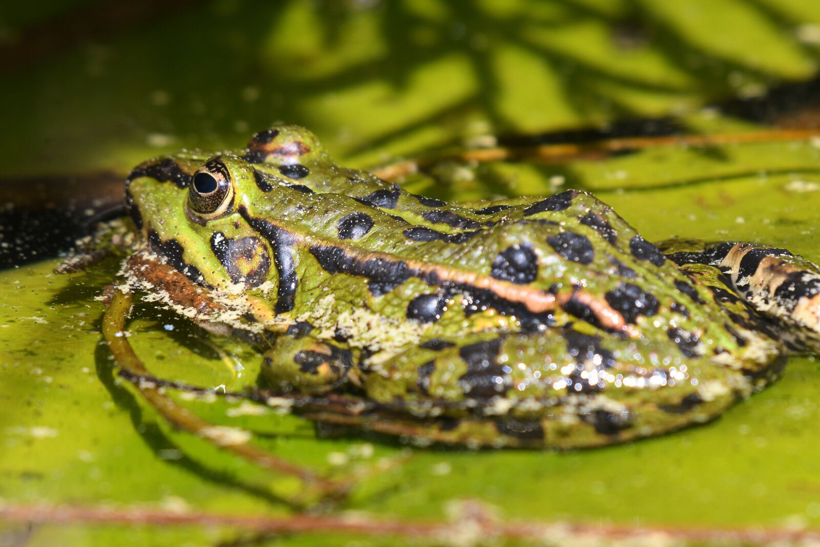 Nikon D500 sample photo. Frog, water lily, nature photography
