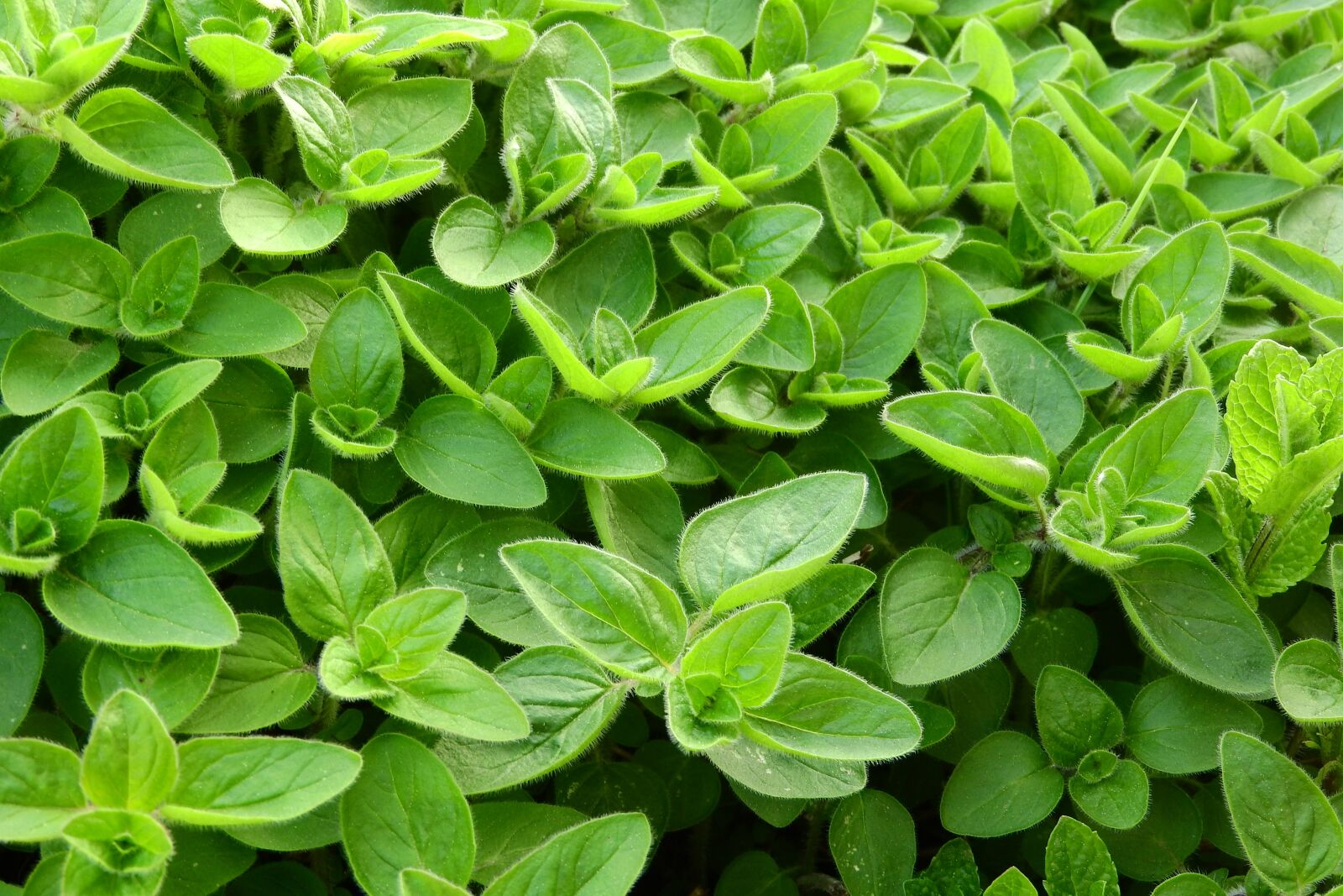 Nikon Coolpix P610 sample photo. Marjoram, cooking, herbs in photography
