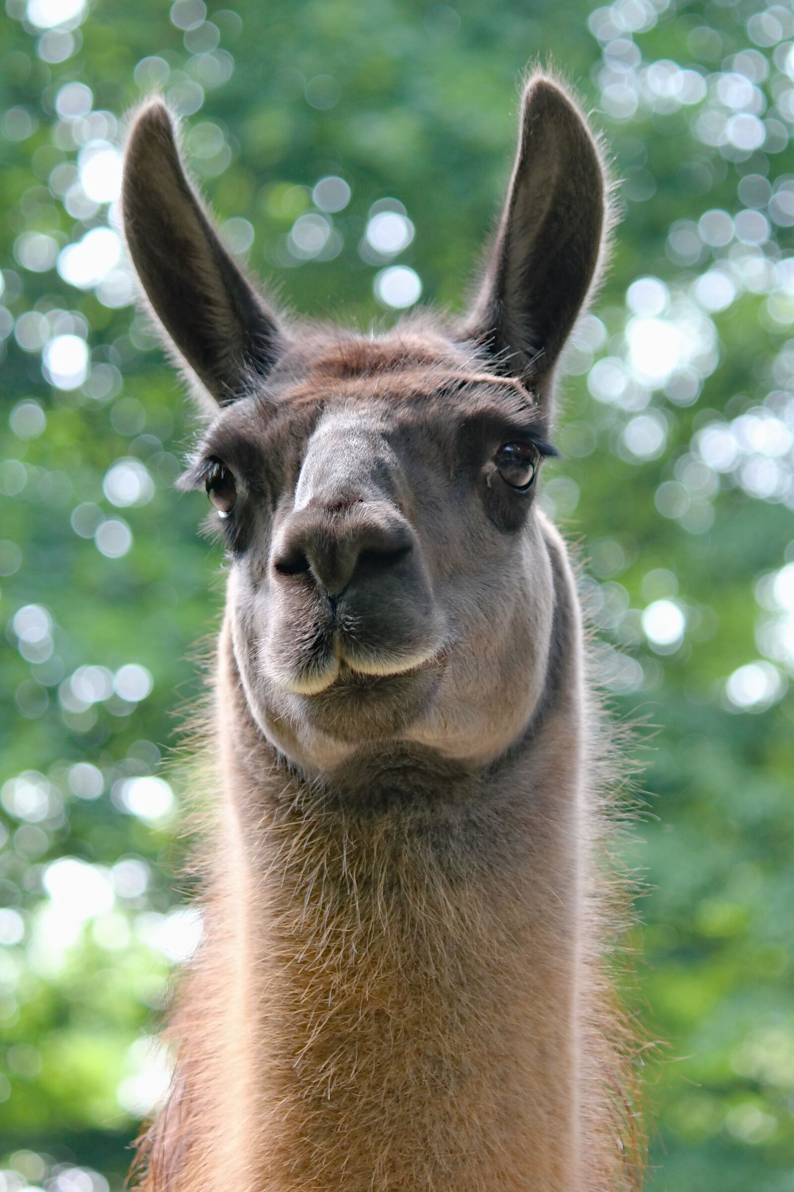 Canon EOS 550D (EOS Rebel T2i / EOS Kiss X4) sample photo. Lama, portrait, close up photography