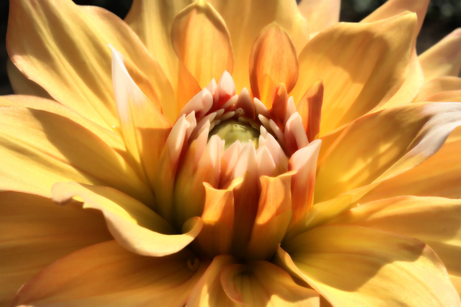 Canon EOS 1300D (EOS Rebel T6 / EOS Kiss X80) sample photo. Dahlia, yellow, blossom photography