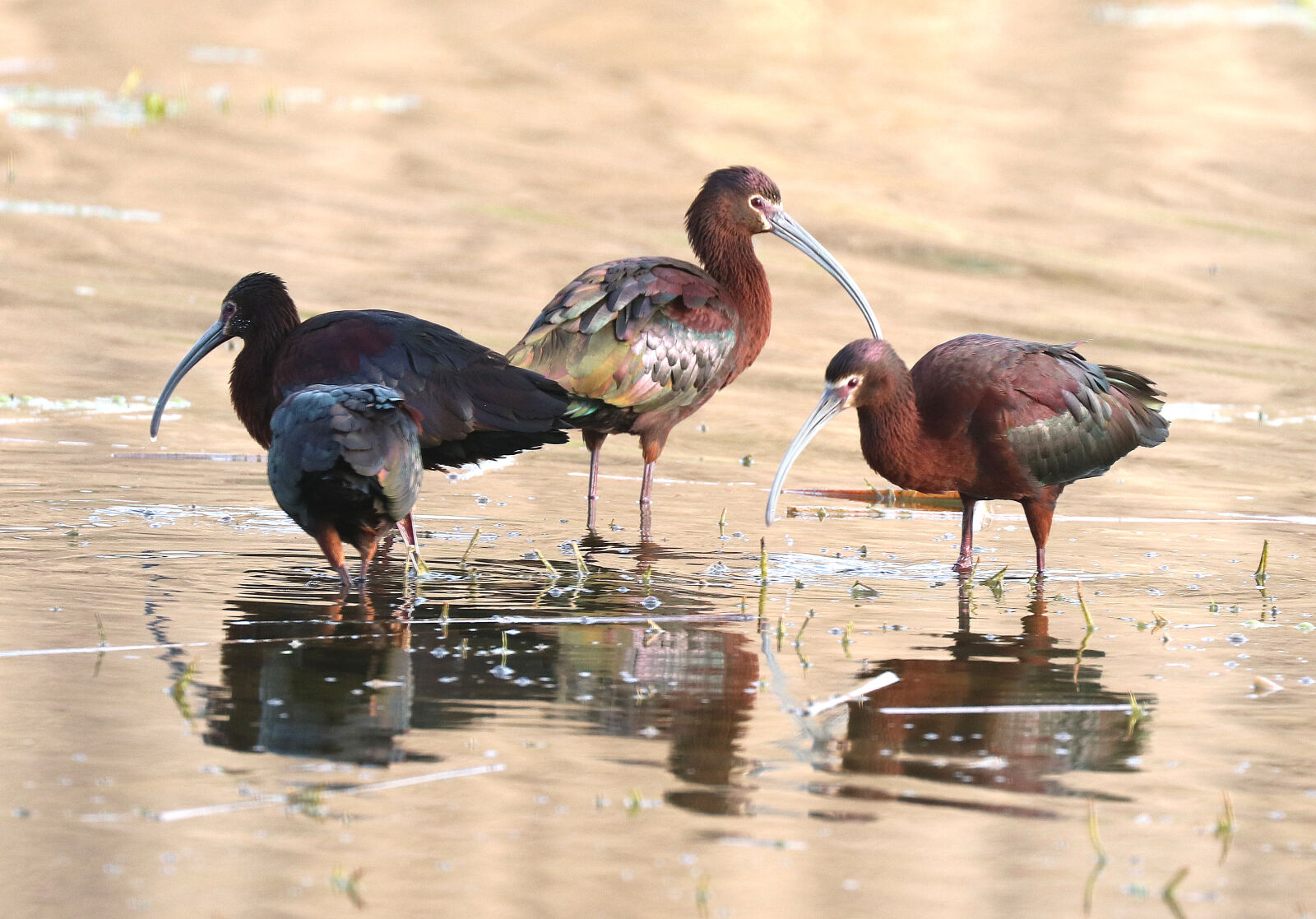 Canon EOS 750D (EOS Rebel T6i / EOS Kiss X8i) sample photo. 3, brown, and, black photography