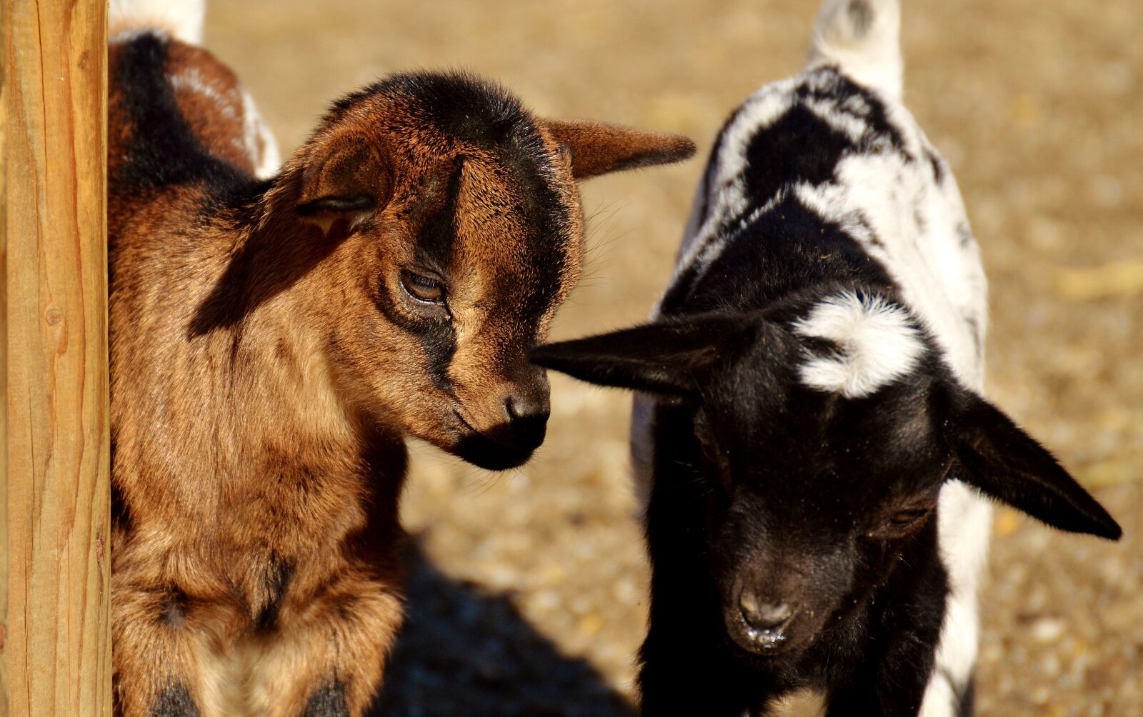 Nikon D3200 sample photo. Goat, wildpark poing, young photography