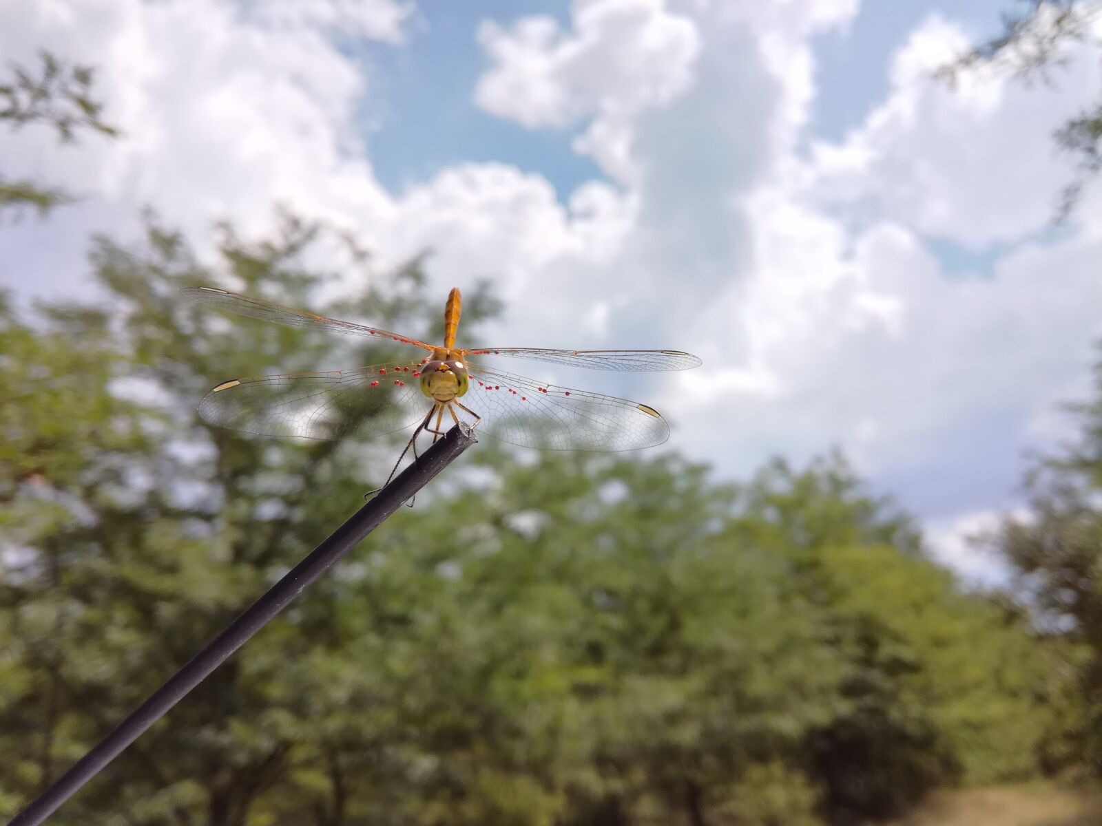 HUAWEI Honor 5C sample photo. Dragonfly, outdoor, wildlife photography