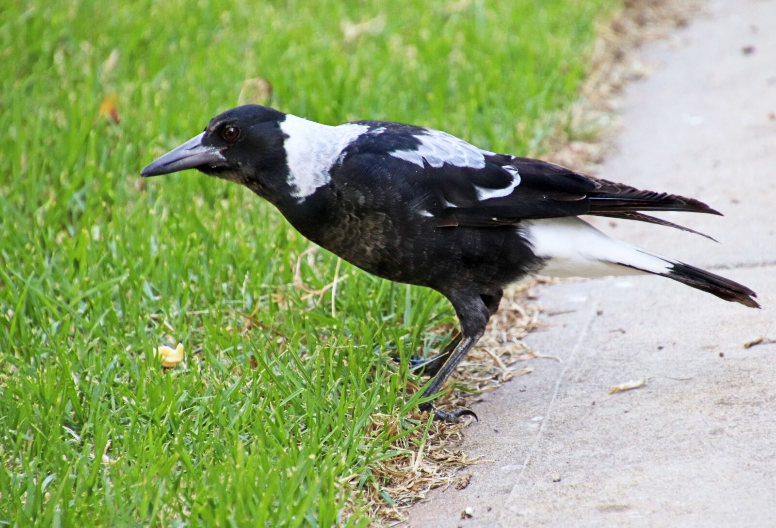 Canon EOS 800D (EOS Rebel T7i / EOS Kiss X9i) sample photo. Bird, australian, magpie photography
