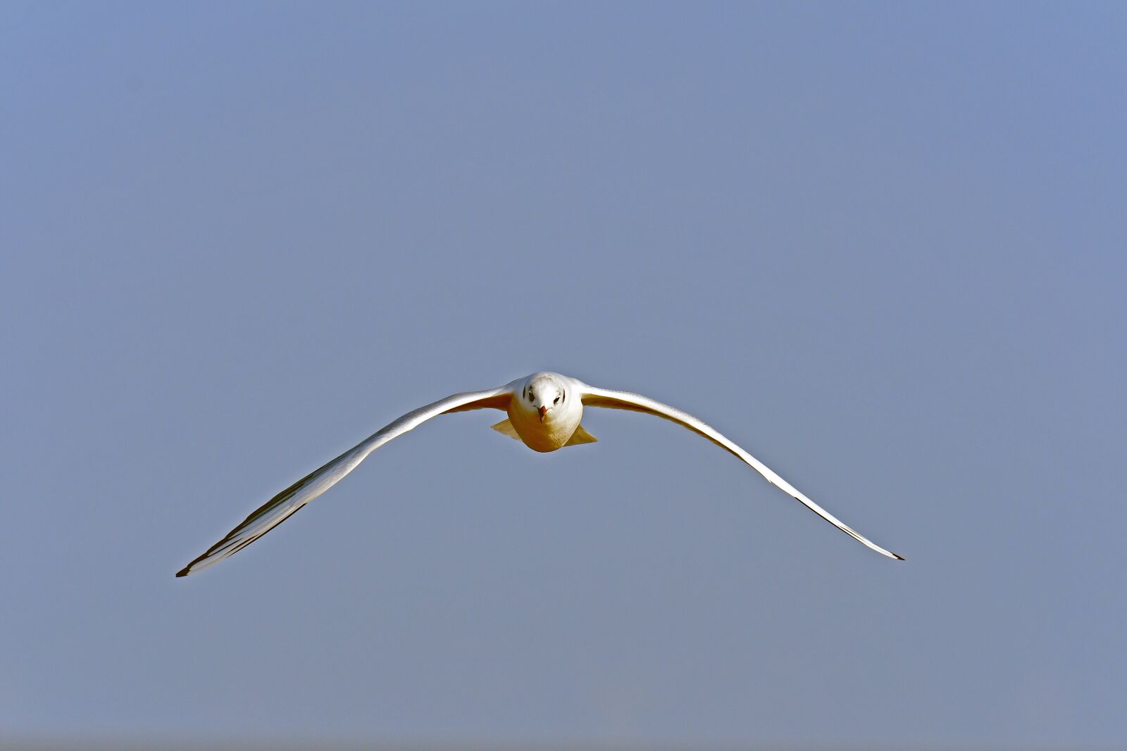 Nikon D500 sample photo. Black headed gull, approach photography