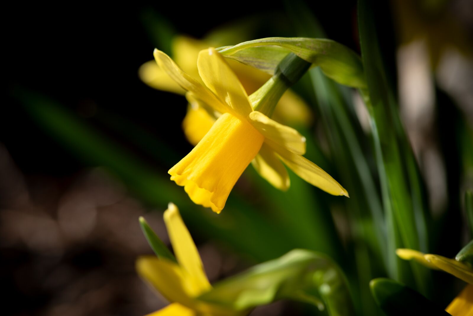 Nikon D750 sample photo. Narcissus, yellow, flower photography