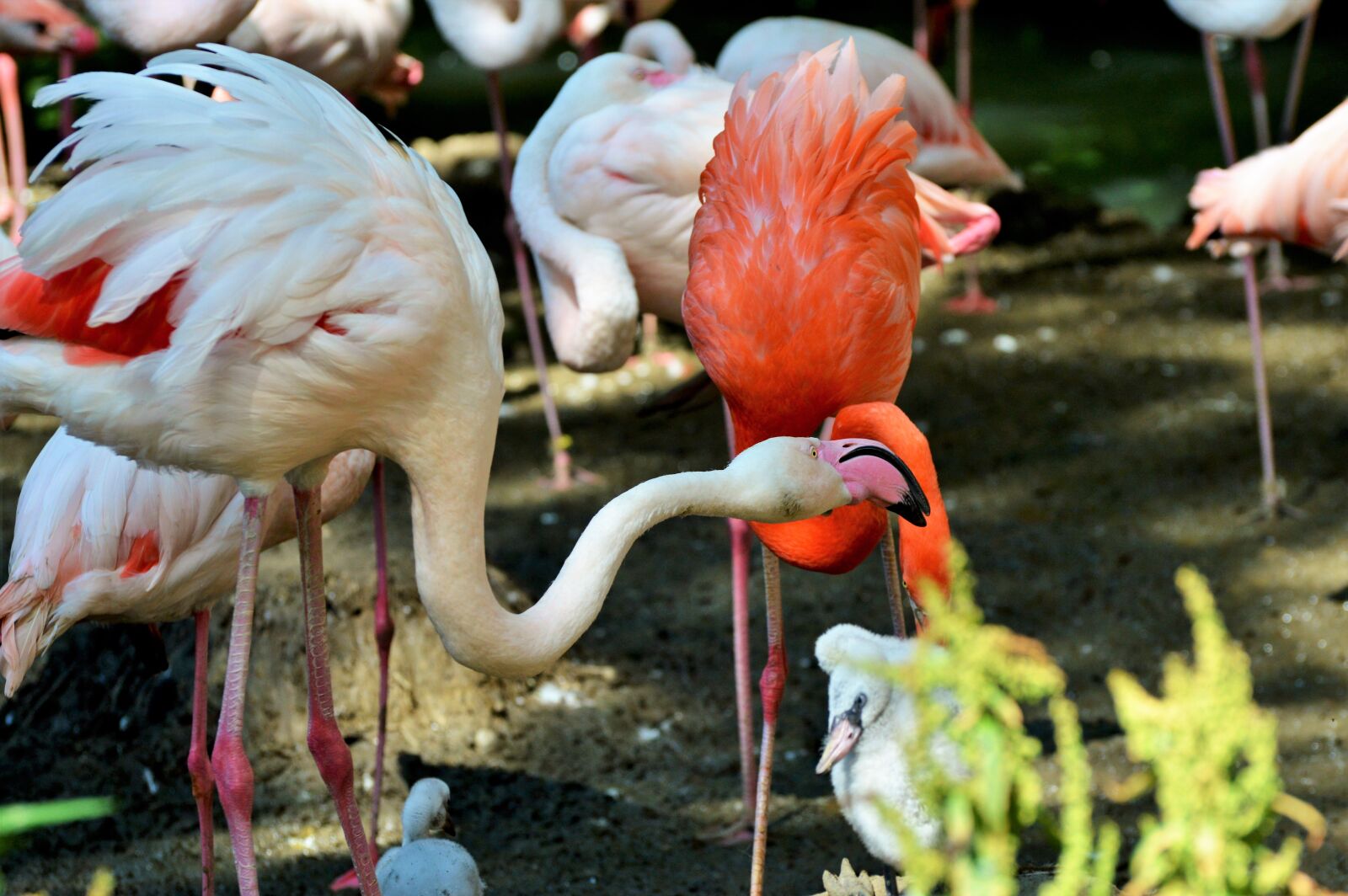 Nikon D3200 sample photo. Flamingo, bird, pink photography