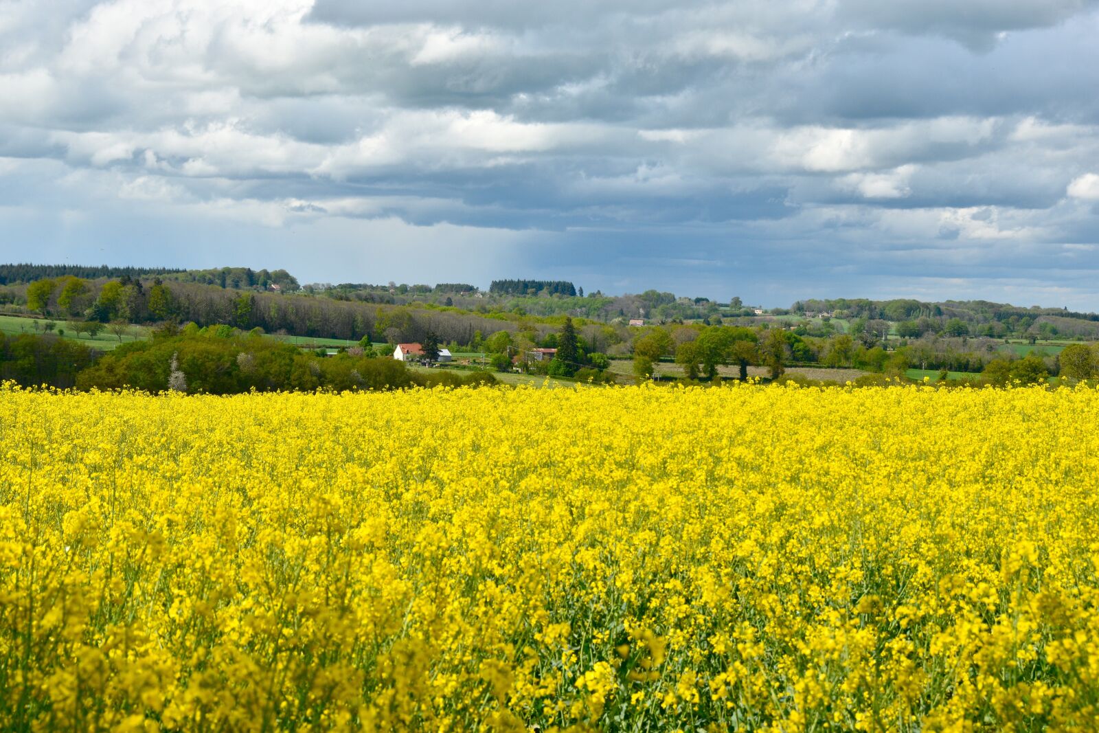 Nikon D5600 sample photo. Field, rapeseed, nature photography