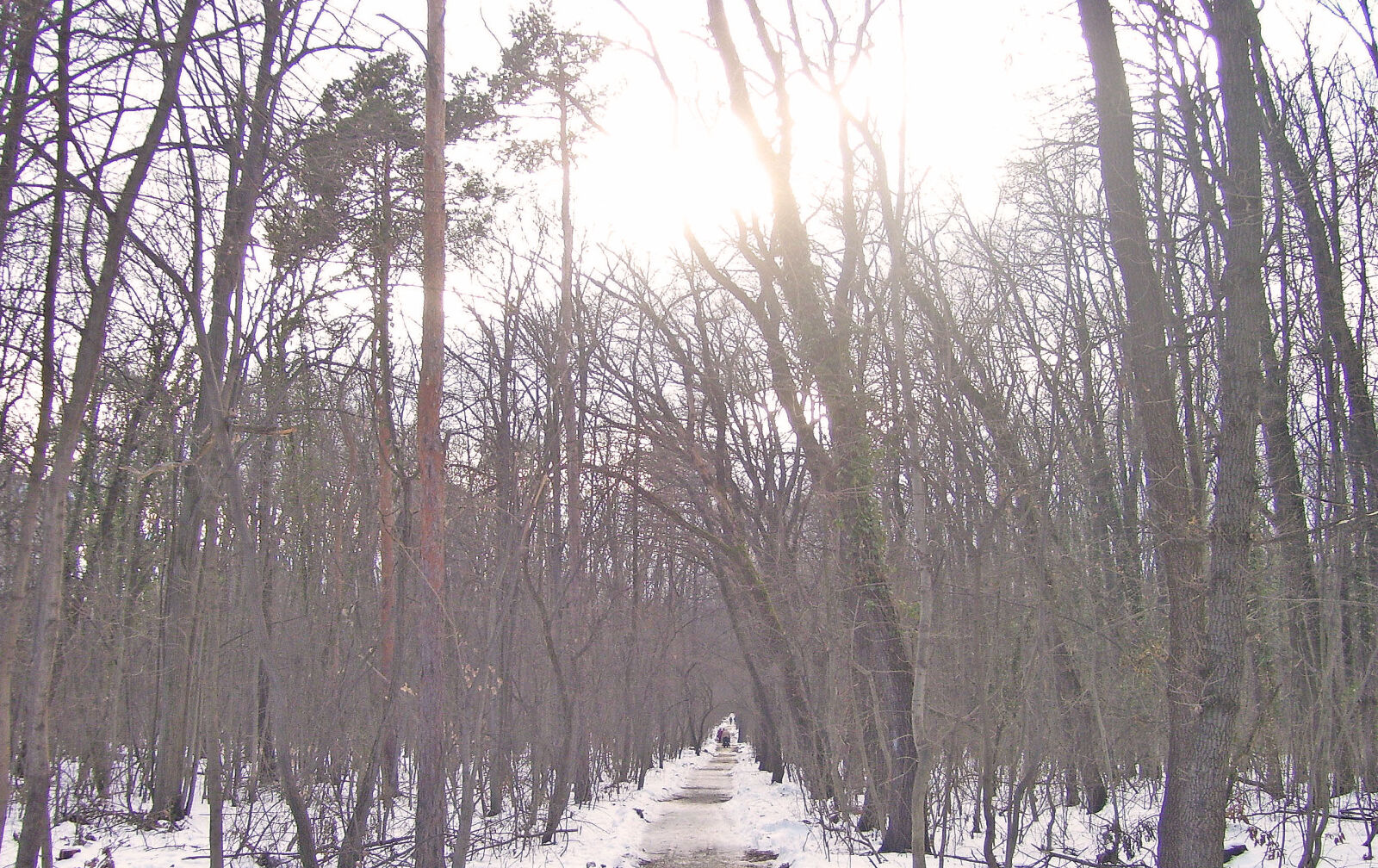 Kodak EASYSHARE C533 ZOOM DIGITAL CAMERA sample photo. Road, tree, winter, wood photography