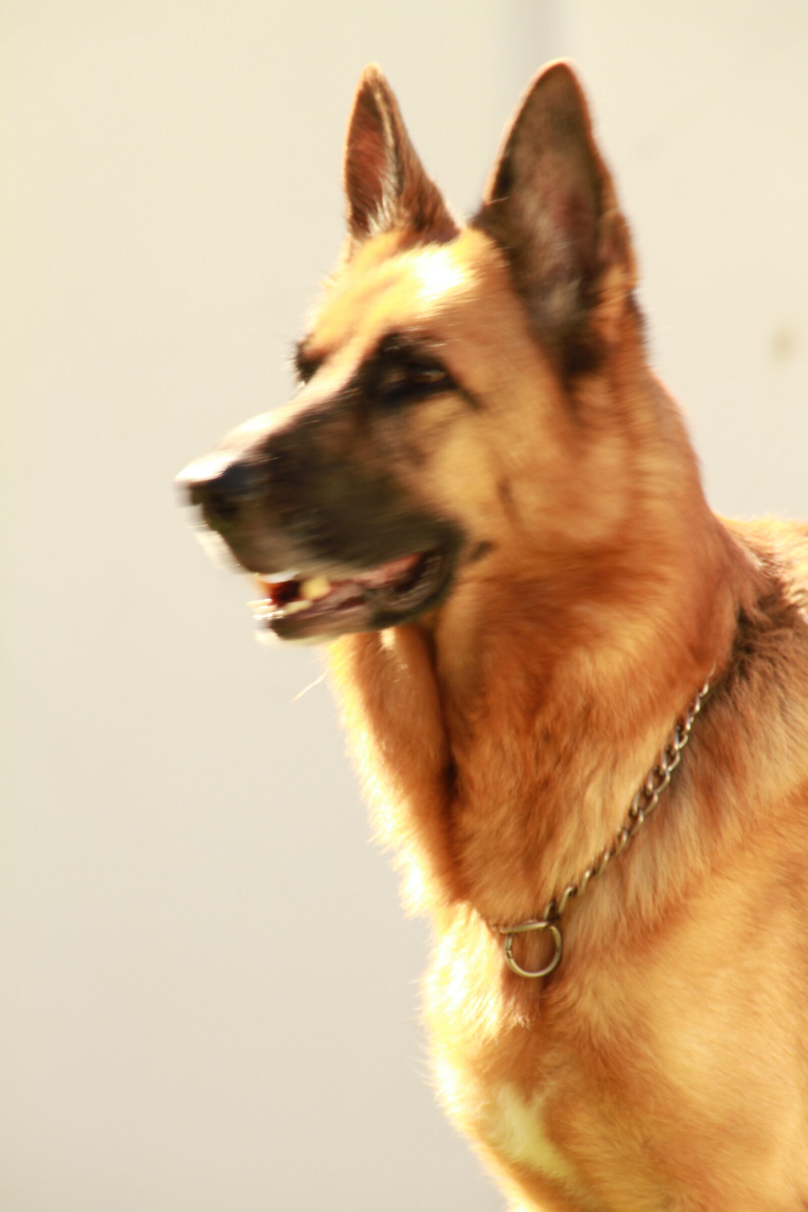 Canon EOS 7D sample photo. Focused, attention, ready photography