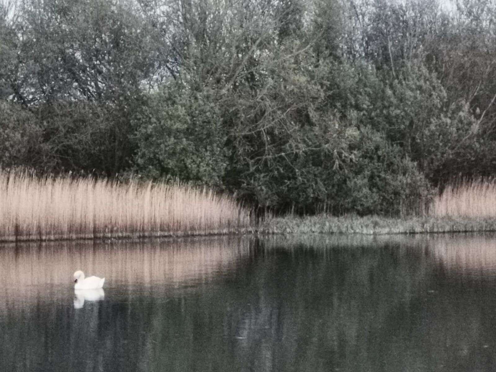 HUAWEI P30 Pro sample photo. English, lake, swan photography
