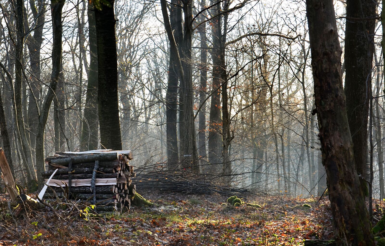 Nikon D5100 sample photo. Forest, wood, nature photography