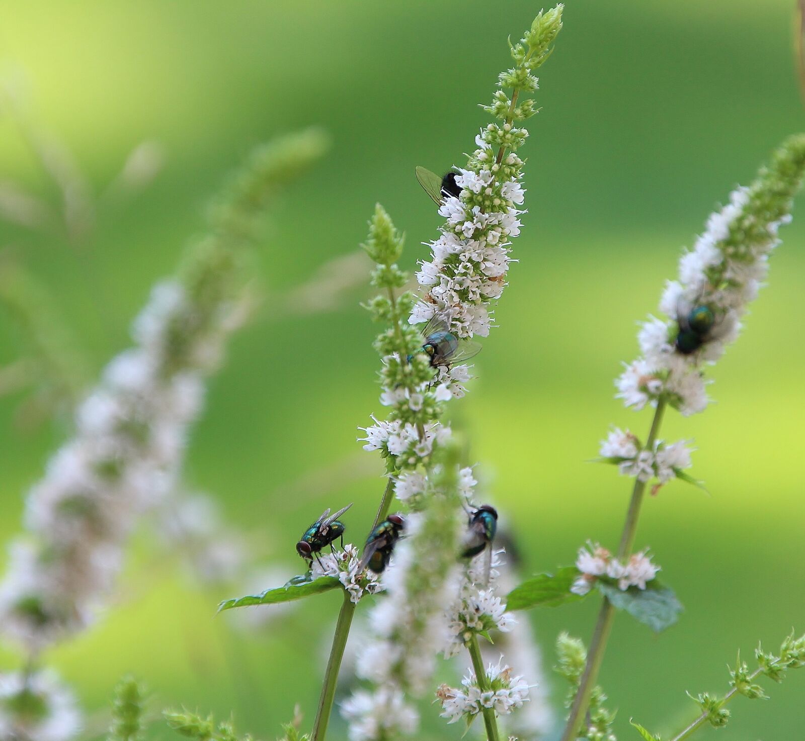 Canon EOS 700D (EOS Rebel T5i / EOS Kiss X7i) sample photo. Flying, insect, flowers photography