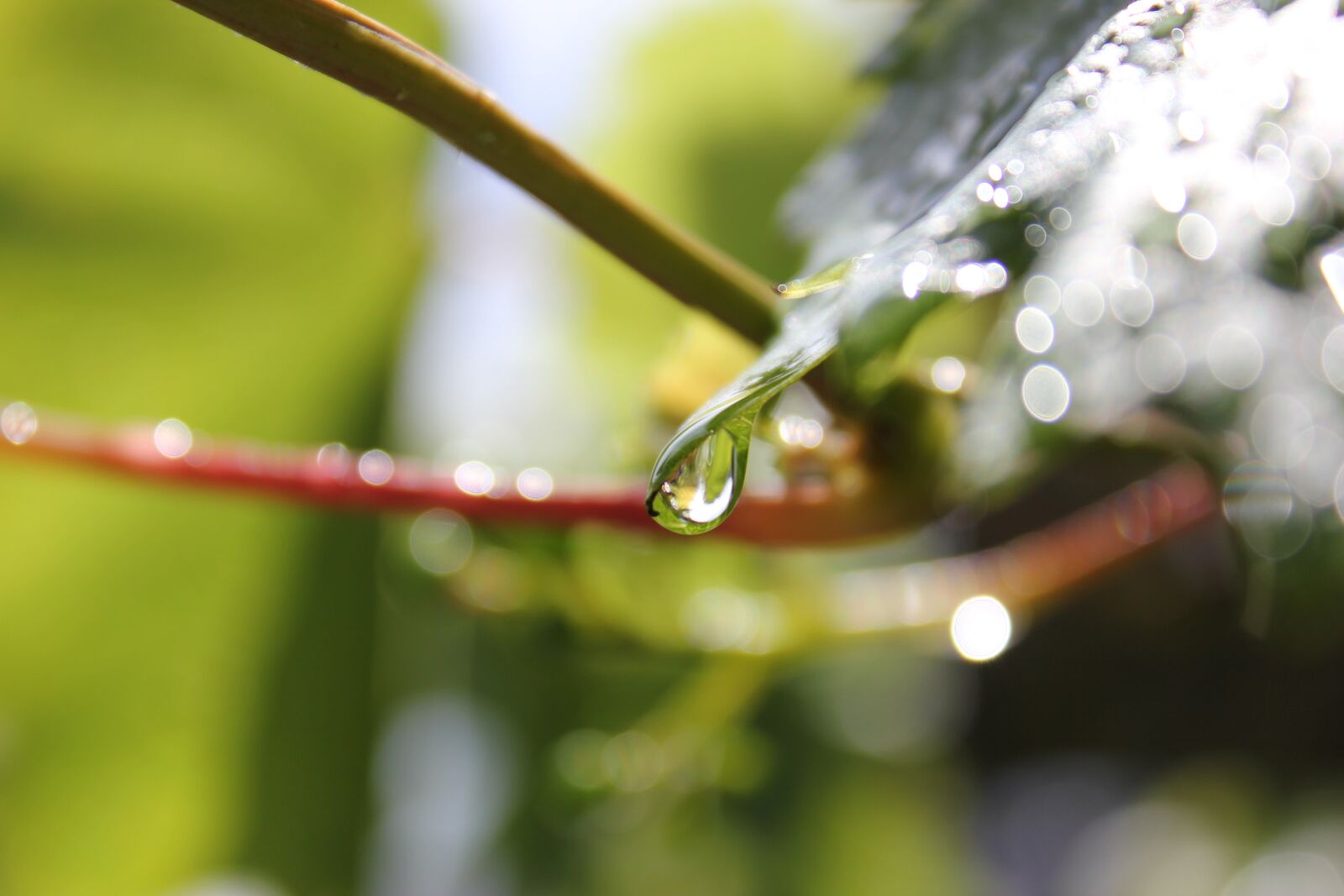 Canon EOS 550D (EOS Rebel T2i / EOS Kiss X4) sample photo. Raindrop, leaf, plant photography