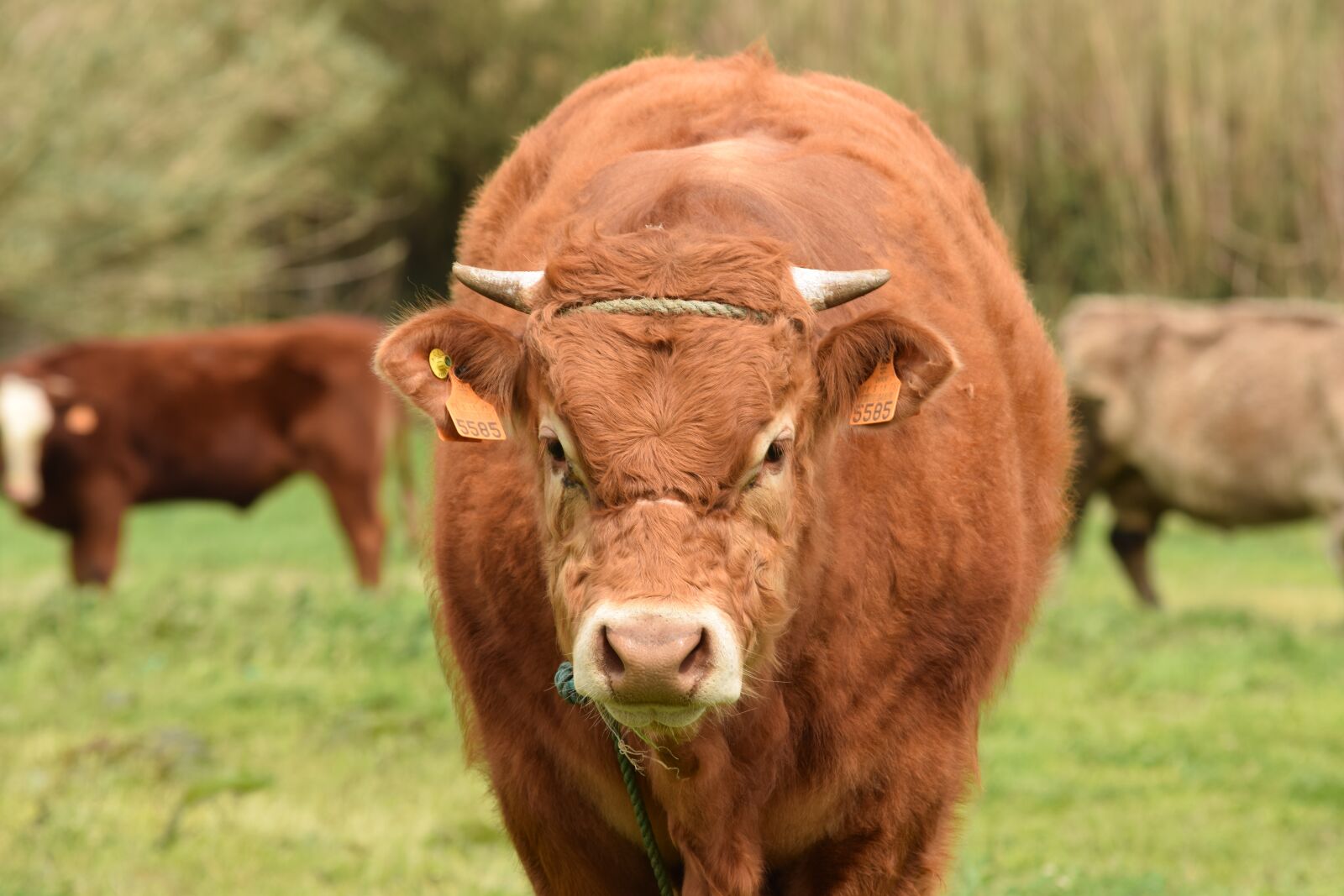 Nikon D3300 sample photo. Cow, cattle, livestock photography