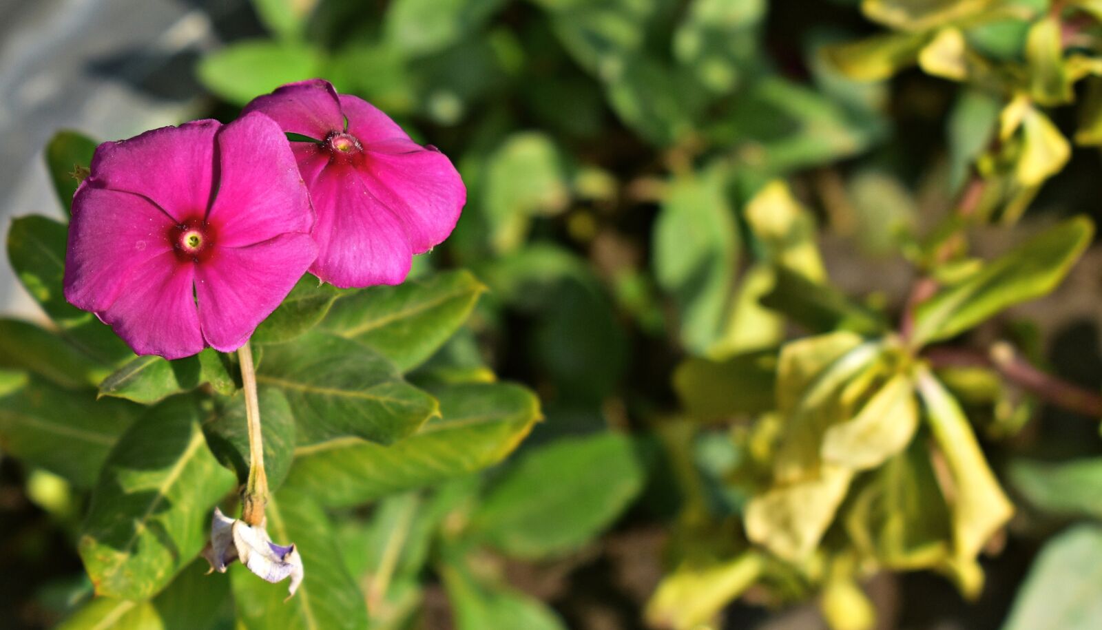 Nikon D5600 sample photo. Periwinkle, teresita, pink photography