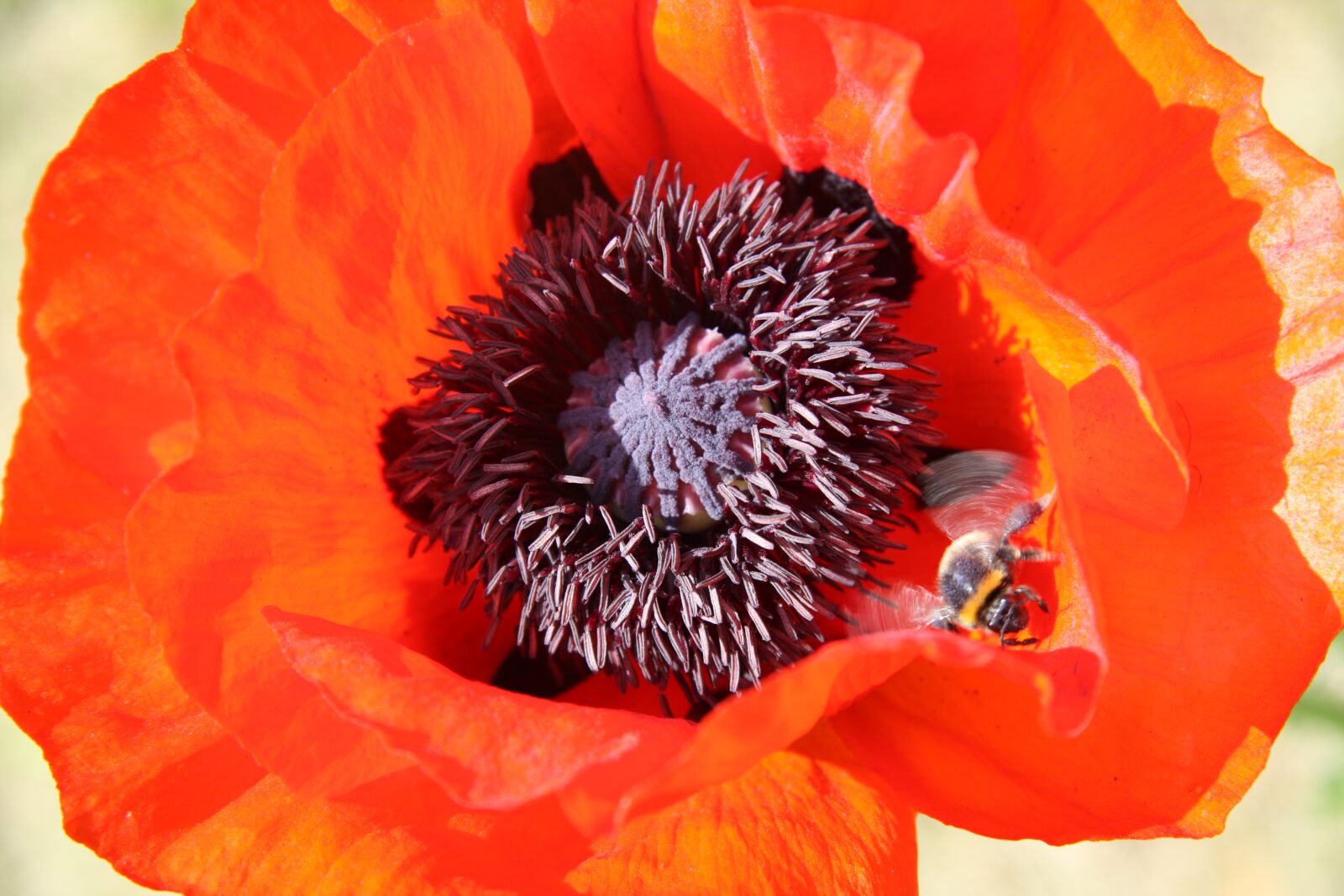 Canon EOS 450D (EOS Rebel XSi / EOS Kiss X2) sample photo. Poppy, blossom, bloom photography