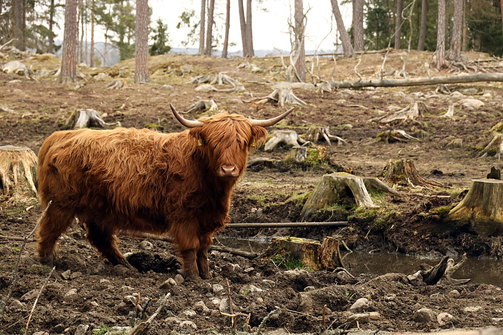 Canon EOS R sample photo. Cow, wildlife, outdoors photography