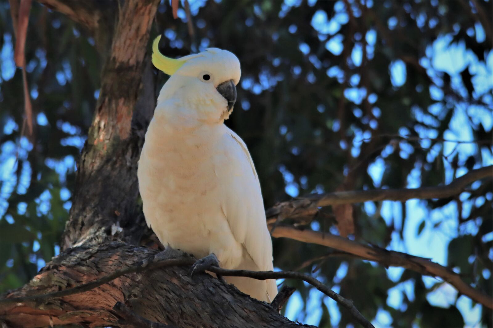 Canon EOS 90D sample photo. Sulphur-crested cockatoo, tree, white photography