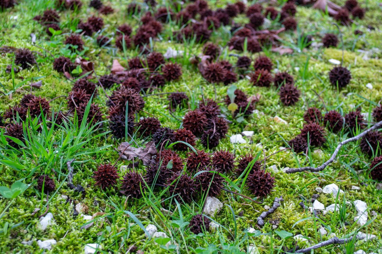 Nikon D3100 sample photo. Chestnut, grass, brown photography