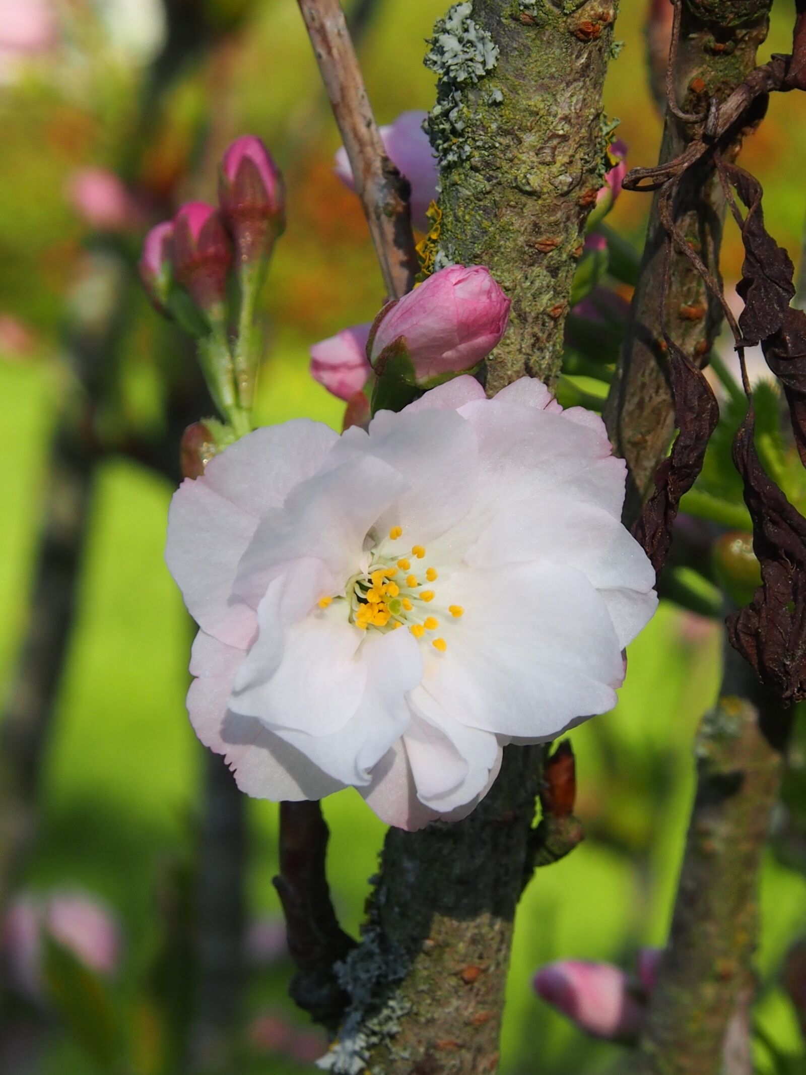 Olympus OM-D E-M5 sample photo. Flower, nature, plant photography