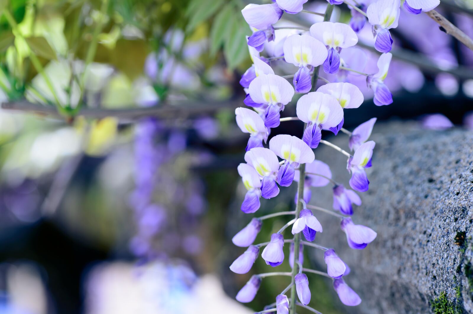 Nikon Df sample photo. Spring, flowers, spring flowers photography