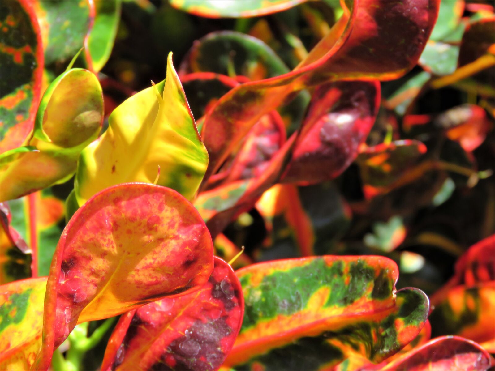Canon PowerShot SX60 HS sample photo. Plant, tropical, nature photography