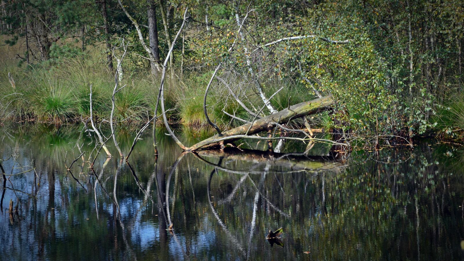 Nikon D5200 sample photo. Moor, mirroring, water photography
