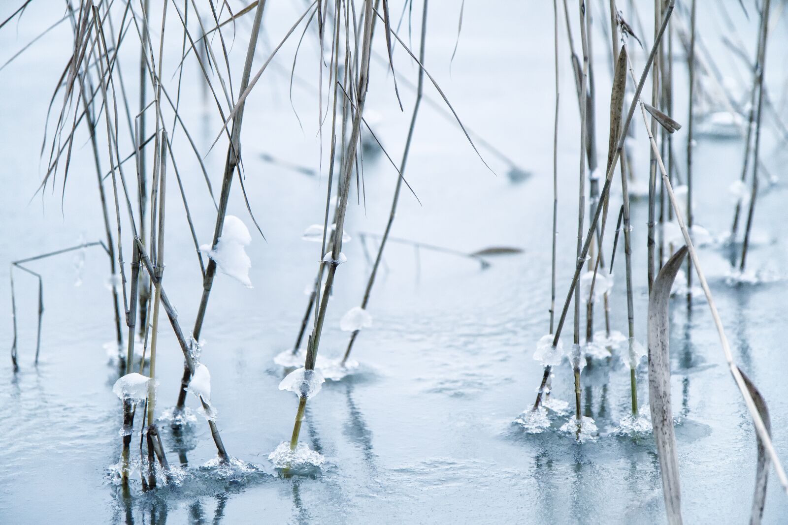 Canon EOS 7D sample photo. Reed, frozen, cold photography