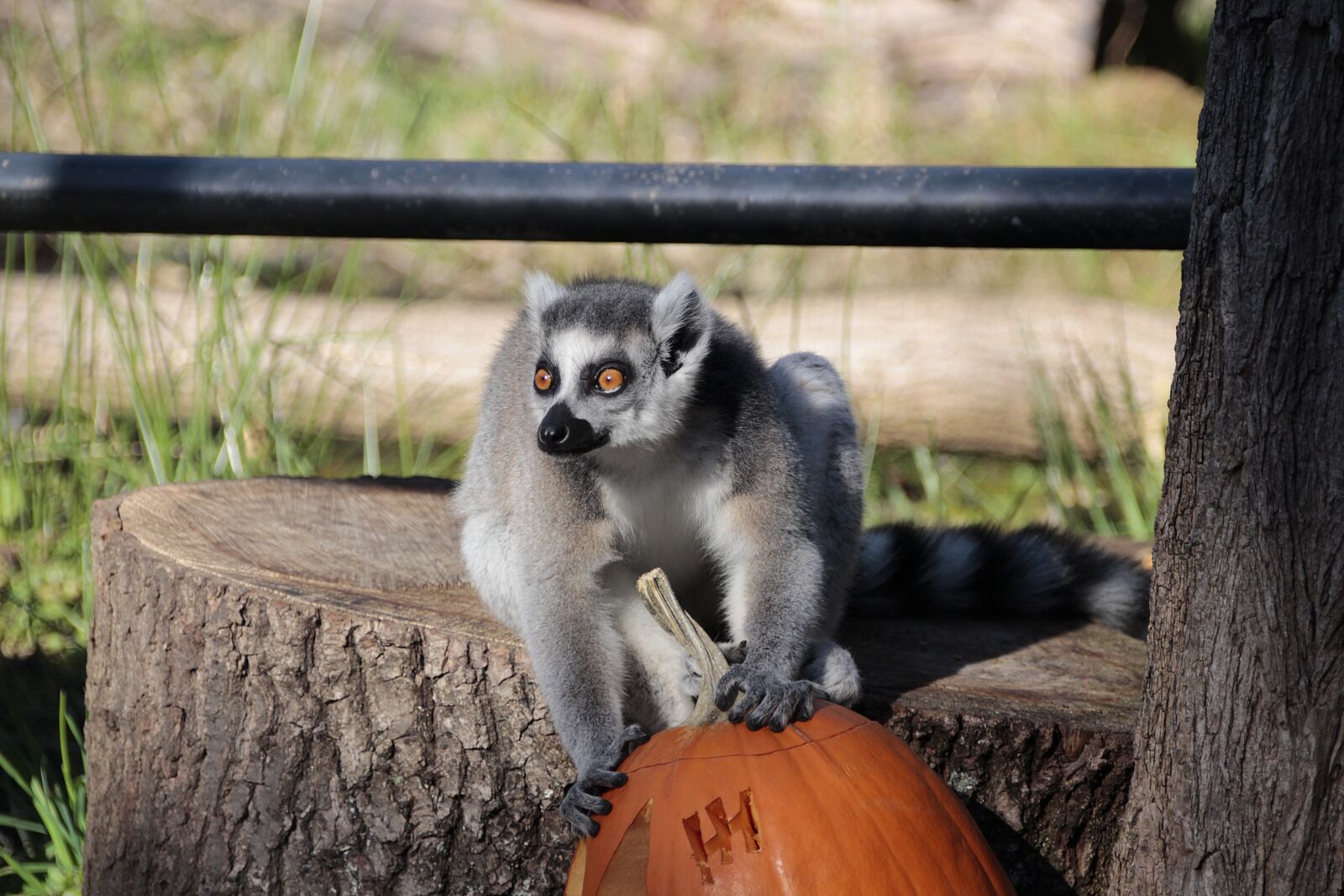 Canon EOS 700D (EOS Rebel T5i / EOS Kiss X7i) sample photo. Ring tailed lemur, monkey photography