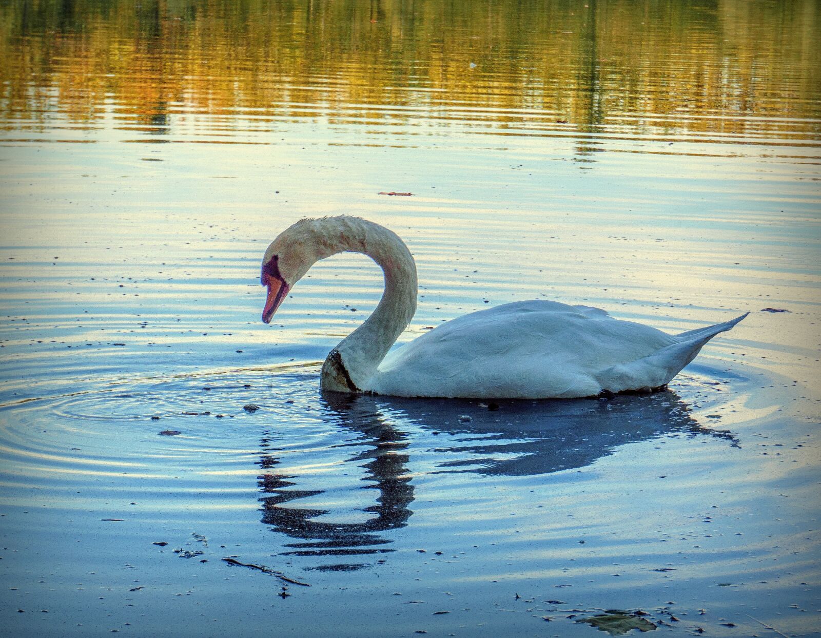 Sony a6000 sample photo. Swan, ave, white photography