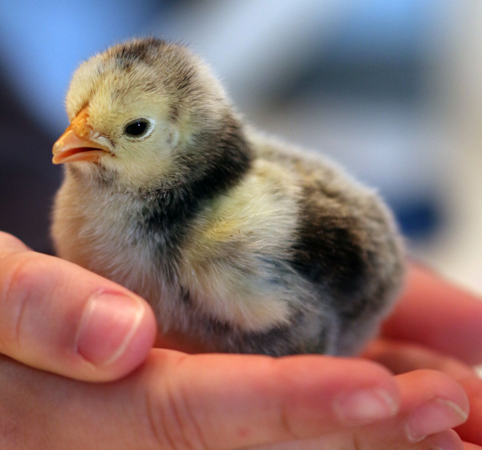 Canon EOS 70D sample photo. Birds, poultry, newborn photography