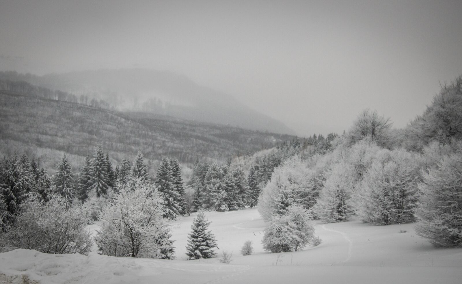 Nikon D3300 sample photo. Winter, forest, in the photography