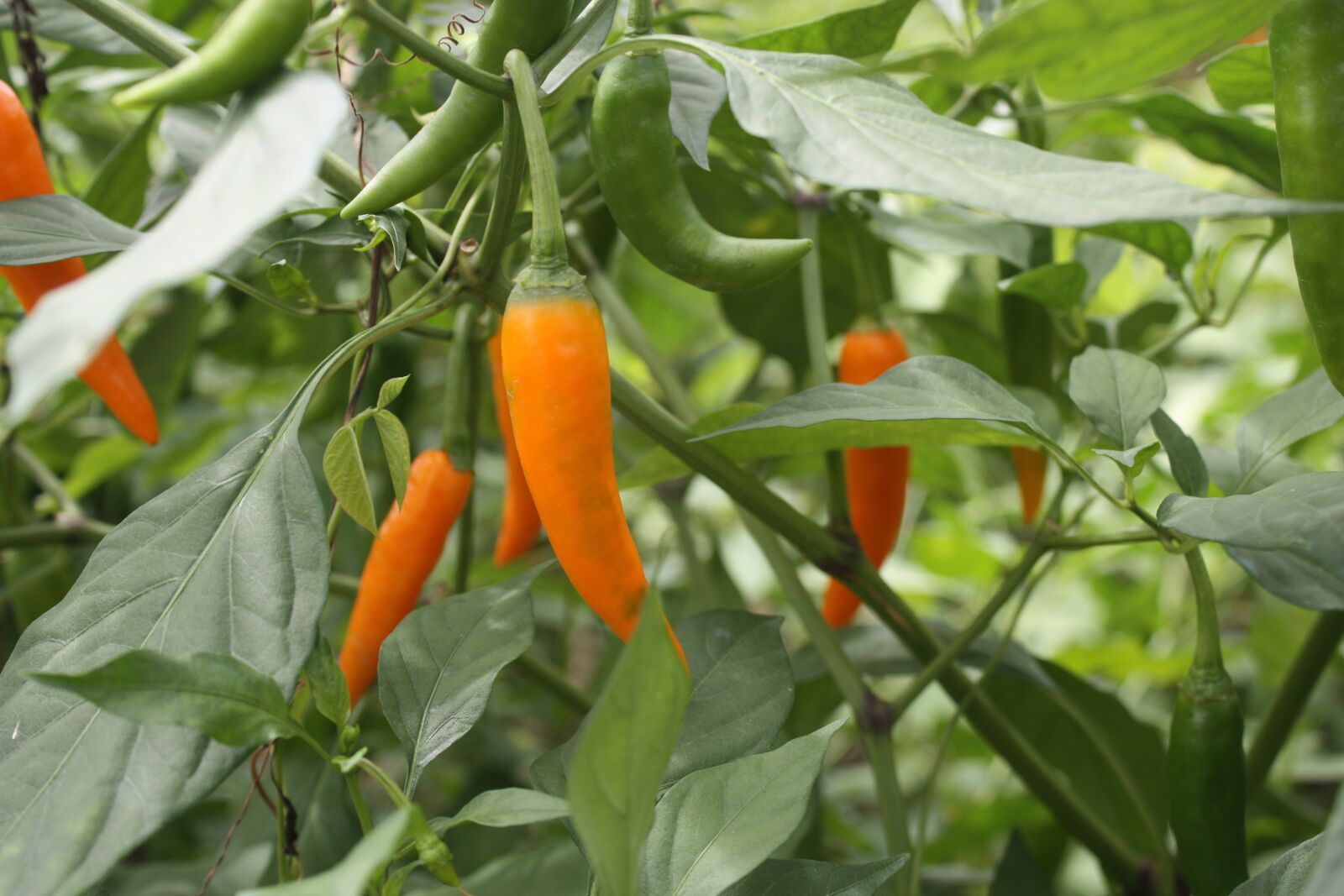 Canon EOS 450D (EOS Rebel XSi / EOS Kiss X2) sample photo. Chilli, farm, farmland photography