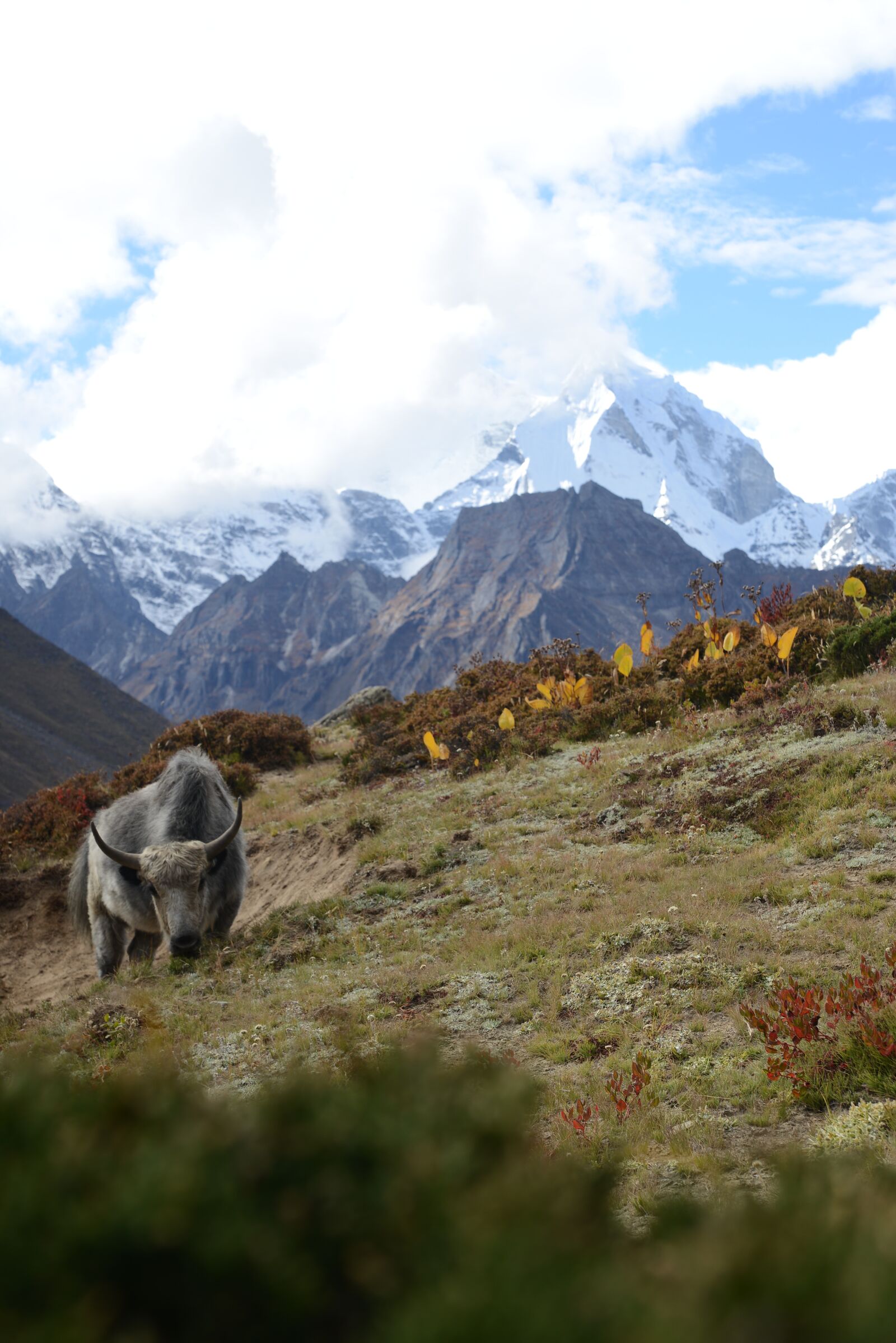 Nikon D600 sample photo. Nepal, himalayas, yak photography