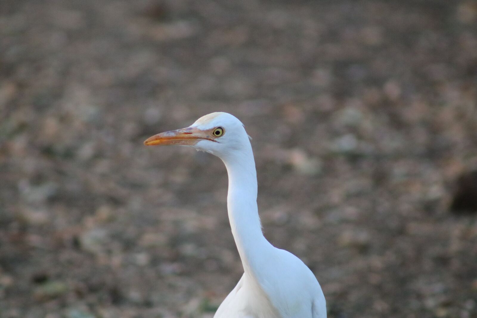 Canon EOS 750D (EOS Rebel T6i / EOS Kiss X8i) sample photo. Nature, animal, swan photography